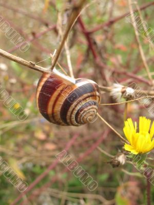 Forest snail 