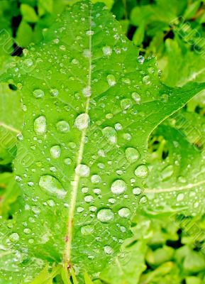Water drops on green leaf
