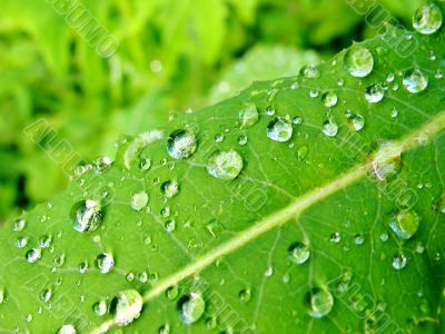 Water drops on green leaf