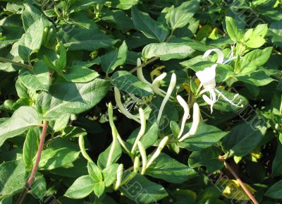 White and yellow flowers