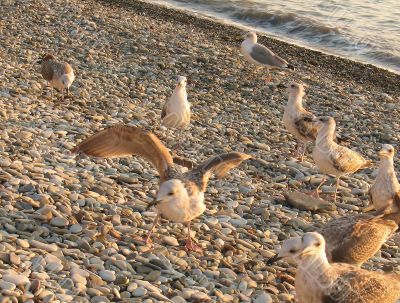 Gulls on the shore of the Black Sea