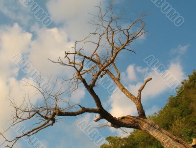 Old dried-up tree