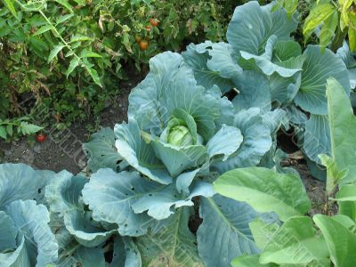 Cabbage in the garden