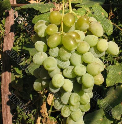 bunch of white grapes