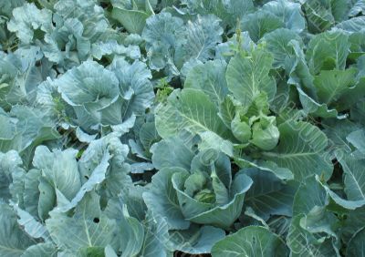 Cabbage in the garden