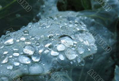 Water droplets on a green leaf