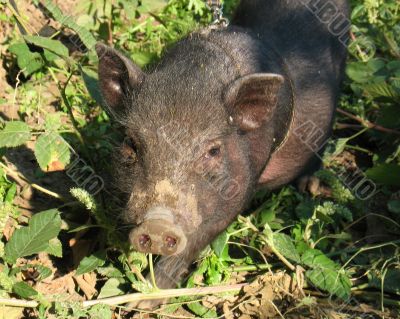Pig in the garden