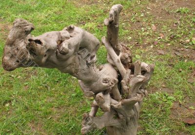 Wooden snag of an unusual shape