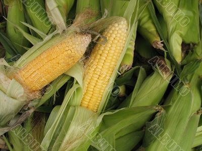 Green cobs of maize