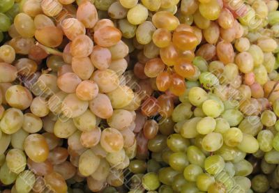 Ripe bunches of grapes