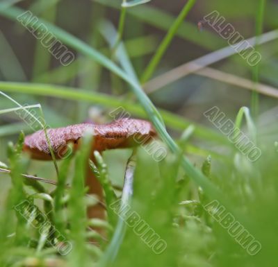 moss, fungus and spider