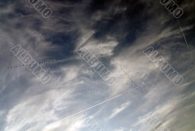 Bird's migration