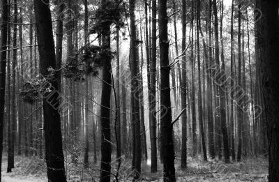 Forest