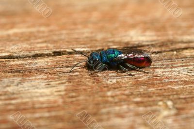 red green blue