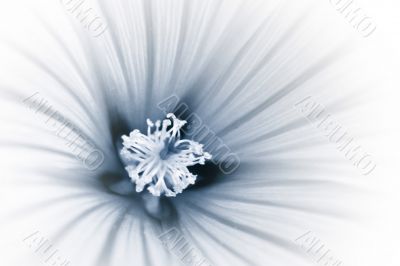 Just flower