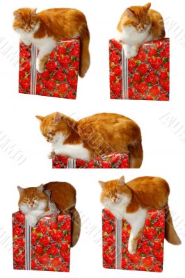 red cat and gift box