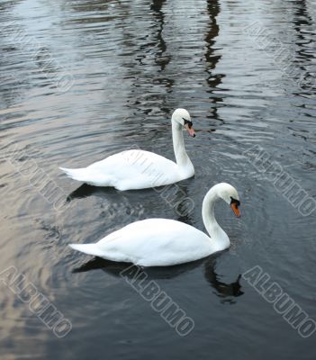 White swans swim
