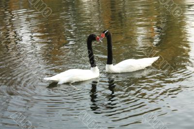 Two swans swim