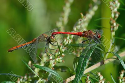 Two beautiful dragonfly