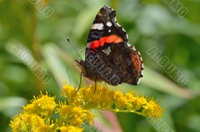 Beautiful butterfly(Vanessa atalanta)