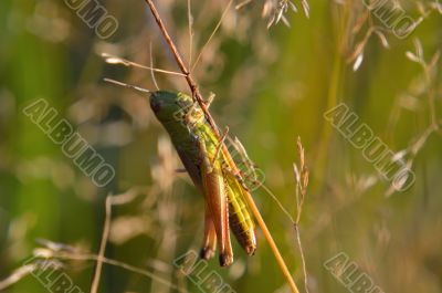 Beautiful little grasshopper