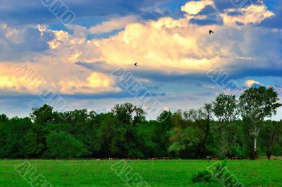 Summer evening on a green meadow