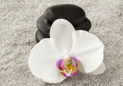 Orchid