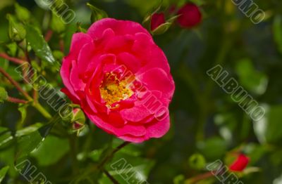 Rose