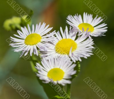 Daisy