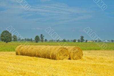 Field