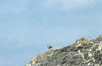 Seagull