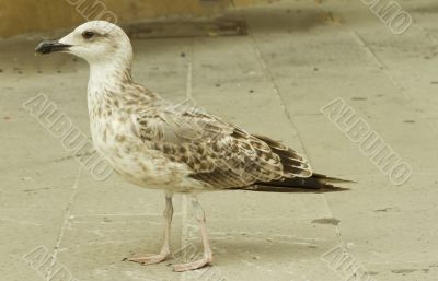 Seagull