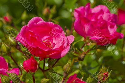 Rose