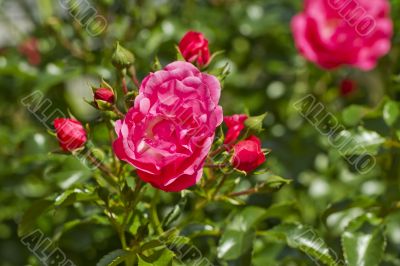 Rose