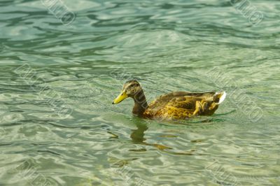 Duck