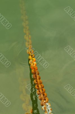Chain