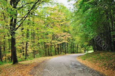 Autumn road