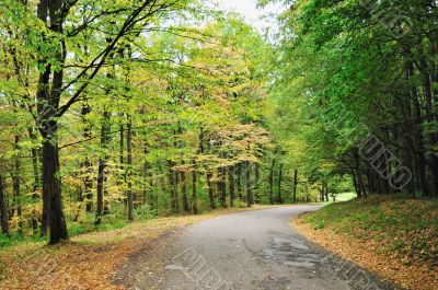 Autumn road