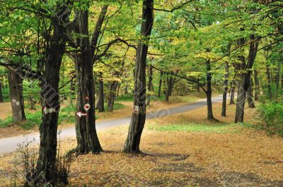 Road in autumn forest