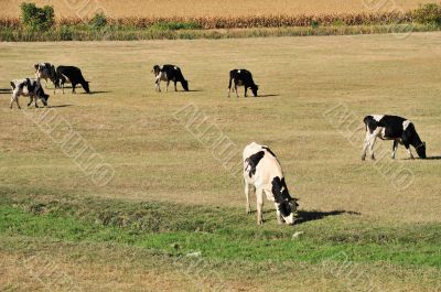 Cows on field