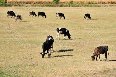 Cows on field