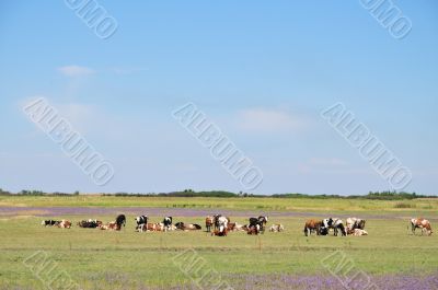 Cow on pasture