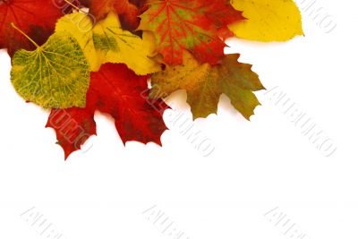 Autumn Leaves