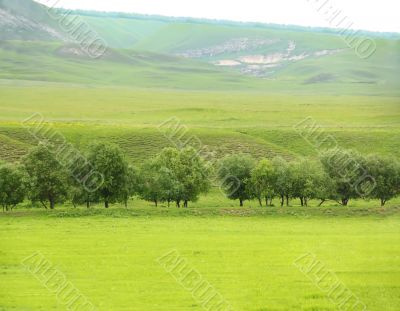 Green tree