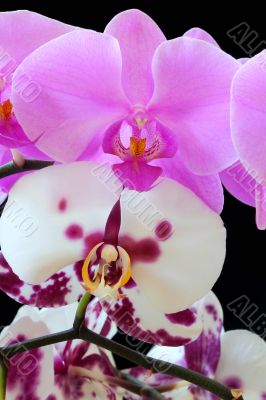 The beautiful orchid