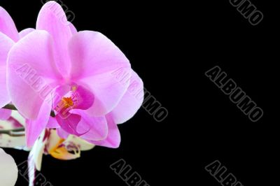 The beautiful orchid