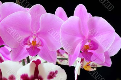 The beautiful orchid