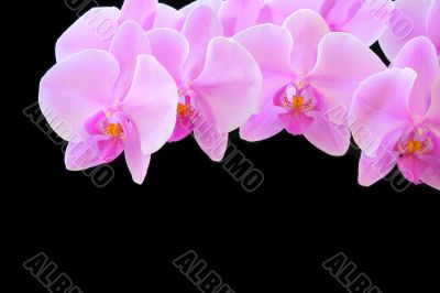 The beautiful orchid