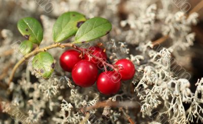 cranberries and gray moss
