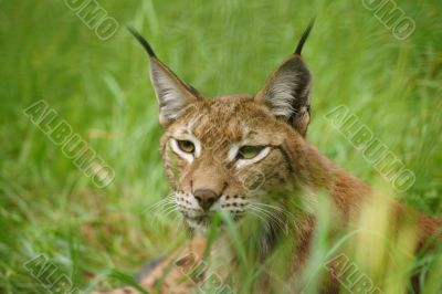 the lynx